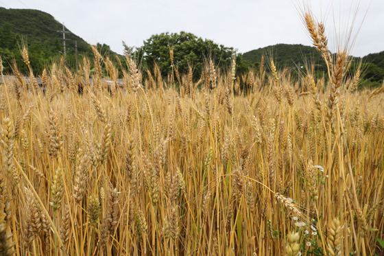 Locally grown wheat at a farm in Gongju, South Chungcheong [JOONGANG PHOTO]