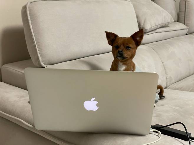 사과 노트북 앞에서 졸고 있는 오구. 그러고 있으니까 네가 쓰고 있는 것 같다./사진=김재이씨 제공