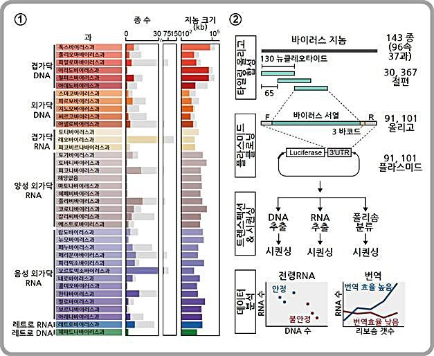 [대전=뉴시스]새로운 조절 RNA 서열을 찾기 위한 스크리닝 전략. 그림 ①은 인간에게 감염된다고 알려진 바이러스들의 지놈 서열을 과(family)별로 정리한 도표고 ②는 스크리닝 실험 과정을 나타낸 개략도.  *재판매 및 DB 금지