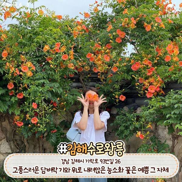 능소화 명소 김해 수로왕릉 / @genie_6__3