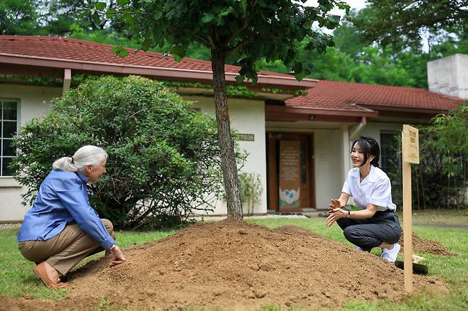 [서울=뉴시스] 윤석열 대통령 부인 김건희 여사가 7일 서울 용산어린이정원 내 조성 예정인 '어린이 환경·생태 교육관' 예정지에서 세계적인 영장류학자이자 환경운동가인 제인 구달 박사와 기념식수를 하고 있다. (사진=대통령실 제공) 2023.07.07. photo@newsis.com *재판매 및 DB 금지