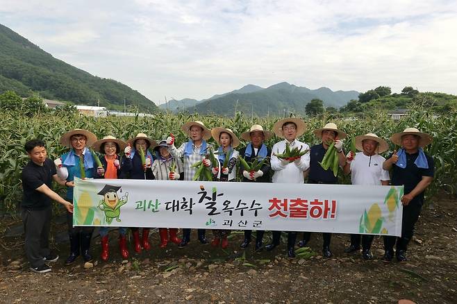 괴산 대학찰옥수수 첫 출하 현장 [괴산군 제공. 재판매 및 DB 금지]