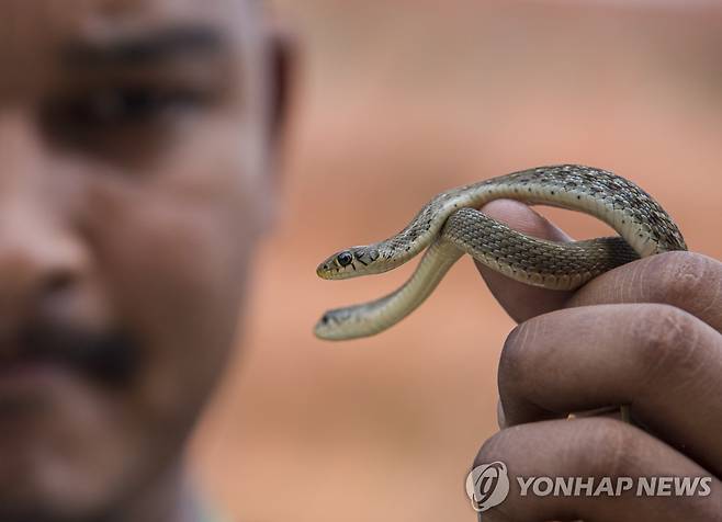 모종의 사회성 관측되는 뱀 [EPA 연합뉴스 자료사진. 재판매 및 DB 금지]