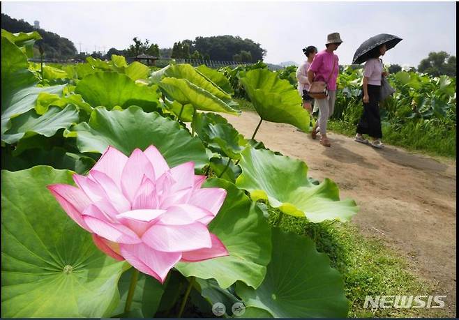 시흥시 연꽃테마파크 전경(사진 시흥시 제공).