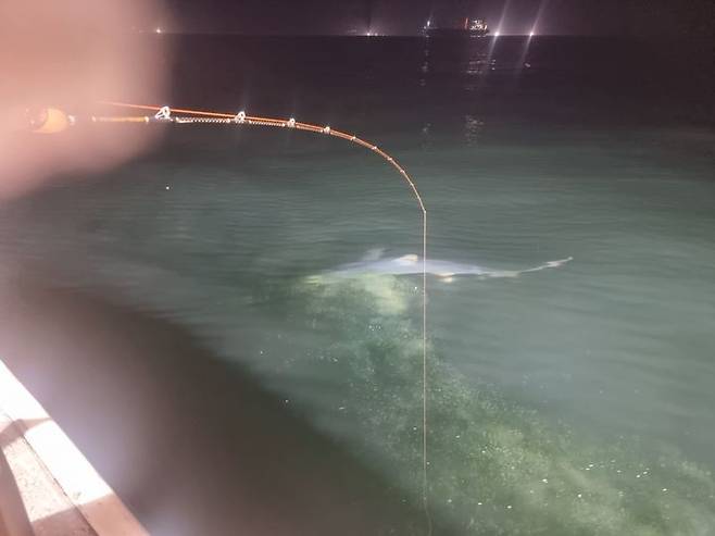 포항 앞바다에서 낚시조업 중이던 어선 주위를 상어 한 마리가 배회하고 있다. (사진=포항해양경찰서 제공) *재판매 및 DB 금지