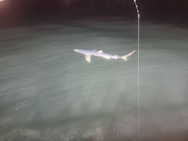 포항 앞바다에서 낚시조업 중이던 어선 주위를 상어 한 마리가 배회하고 있다. (사진=포항해양경찰서 제공) *재판매 및 DB 금지