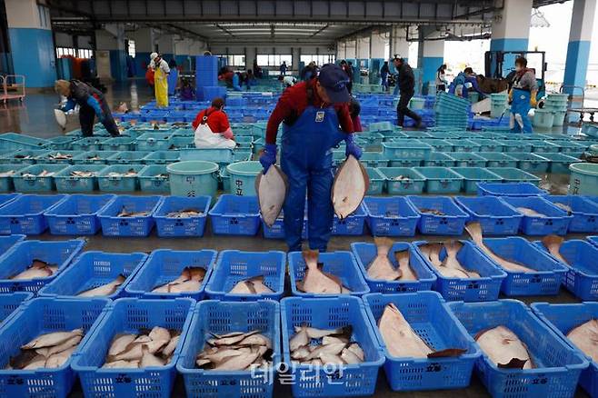 일본 후쿠시마현의 한 생선 공판장에서 어민들이 경매용 생선을 분류하고 있다. ⓒAP/뉴시스