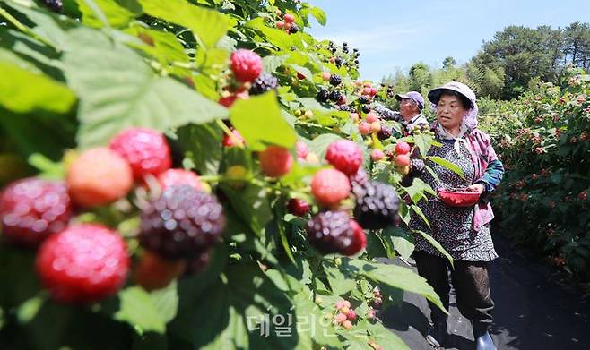 복분자 수확 장면 ⓒ뉴시스