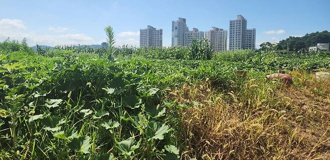 8일 오후 찾은 경기도 양평군 양평읍 백안리 일대 윤석열 대통령 장모 최은순씨가 소유한 농지. 박지영 기자