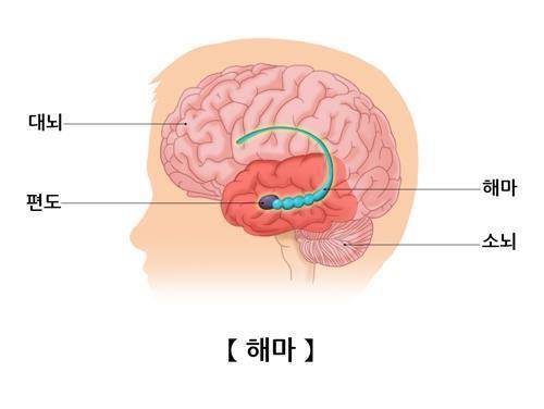 뇌의 기억 중추 해마 [출처: 서울아산병원]