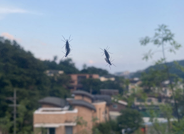 지난달 25일 서울 종로구 한 가정집 창문에 붙어있는 러브버그.(사진=연합뉴스)