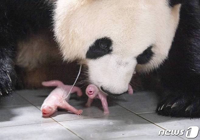 출산 직후 엄마 아이바오와 쌍둥이 아기 판다. 쌍둥이 첫째(왼쪽), 둘째(에버랜드 제공)