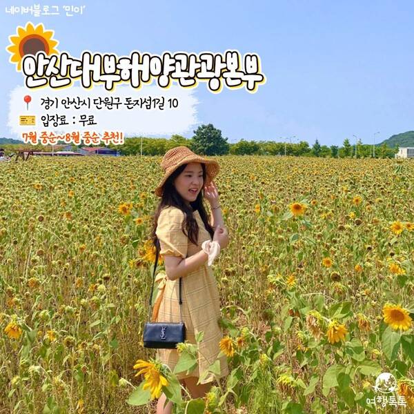 해바라기 명소 추천 안산 대부해양관광본부 / 네이버 블로그 '민이' 님