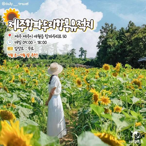 해바라기 명소 추천 제주 항파두리항몽유적지 / @daily.__.travel&nbsp;