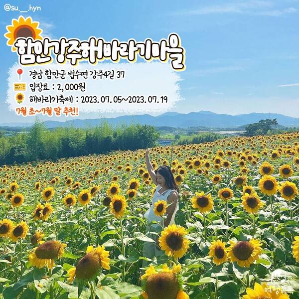 해바라기 명소 추천 함안 강주해바라기마을 / @su.__.hyn&nbsp;