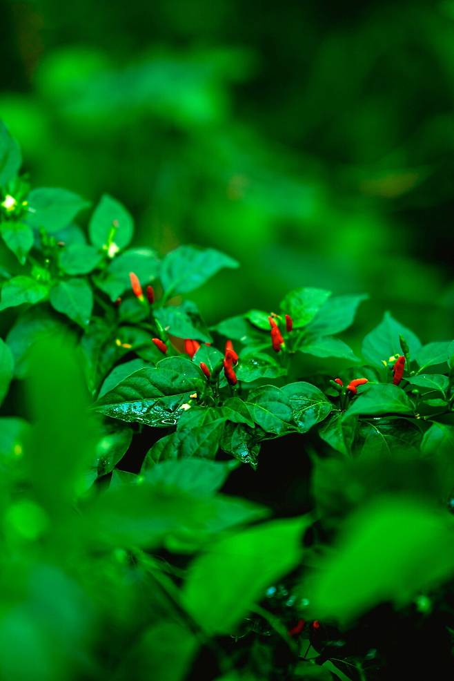 북부 정글에서 찾아낸 돈네 살리 고추. 새끼 손톱처럼 작은 고추가 꽃처럼 열렸다. 누구나 따 갈 수 있지만 마이크로네시안 찌르레기가 먹을 고추는 남겨두는 게 미덕