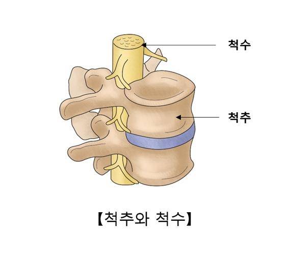 척추와 척수 [출처: 서울아산병원]