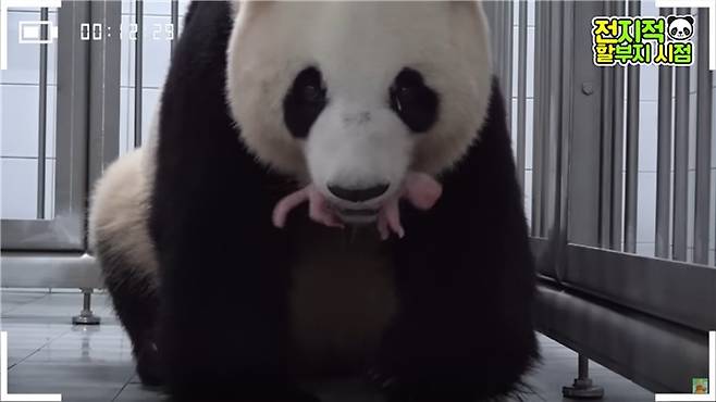 엄마 아이바오가 아기 판다를 입에 물고 강철원 사육사에게 가까이 다가가고 있다./에버랜드 유튜브