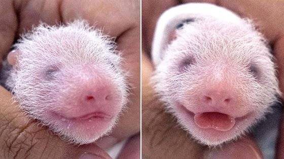 건강검진 받는 쌍둥이 아기 판다 자매(왼쪽부터 첫째, 둘째). 에버랜드