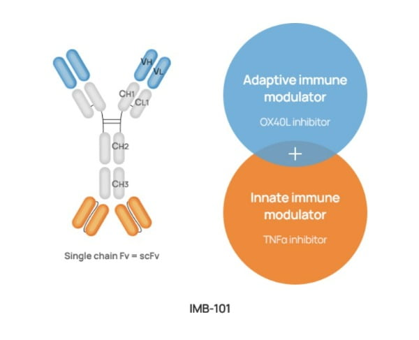 아이엠바이오로직스 파이프라인인 이중항체 ‘IMB-101’. 아이엠바이오직스 제공