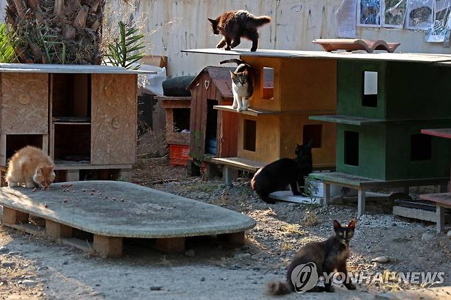 키프로스 수도 니코시아의 한 고양이 쉼터 [AFP 연합뉴스]