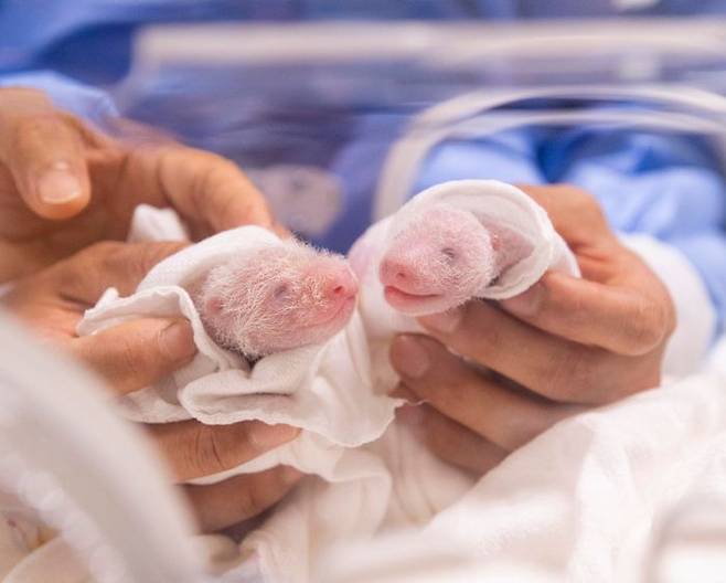 출생 6일차를 맞은 에버랜드 쌍둥이 판다(왼쪽부터 첫째, 둘째)ⓒ삼성물산