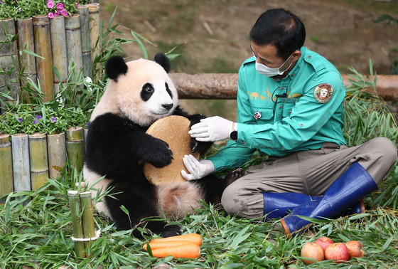 Fu Bao and panda keeper Kang Chul-won [EVERLAND]