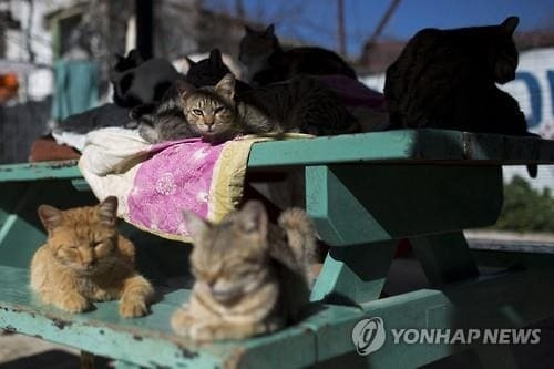 길고양이 [사진 = 연합뉴스]