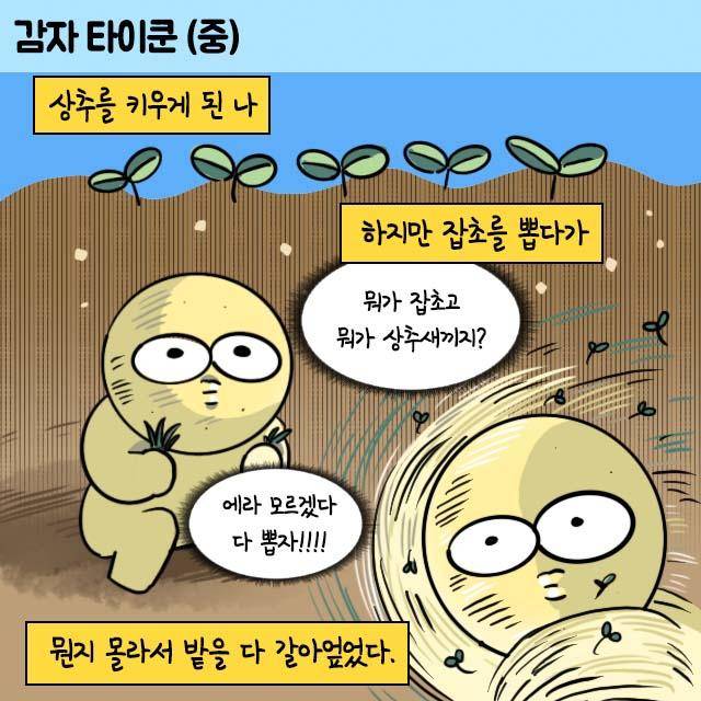 감자 작가 인스타툰. 감자 작가 제공