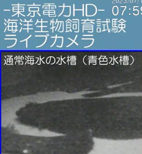 도쿄전력이 유튜브에 생중계하고 있는 오염수 탱크 속 물고기들의 모습. 유튜브 캡처