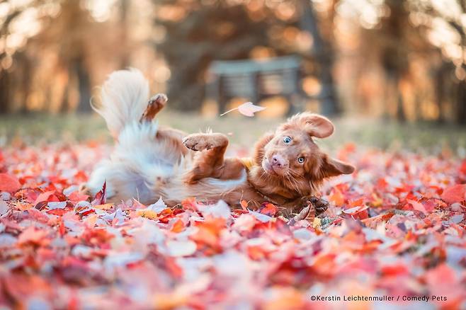 2023 웃긴 반려동물 사진전 결선 진출작 Kerstin Ordelt '좋아하는 사람이 인사할 때 내 얼굴'/The Comedy Pet Photography Awards 2023