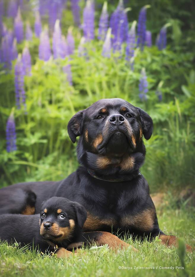 2023 웃긴 반려동물 사진전 결선 진출작 Darya Zelentsova '어린 데이지와 그의 창대한 미래'/The Comedy Pet Photography Awards 2023