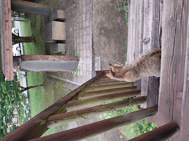 텐류하시 공원에서 우연히 만난 고양이. 사진=이환주 기자
