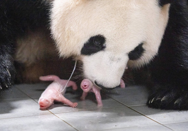 출산 직후 엄마 아이바오와 쌍둥이 아기 판다들. [에버랜드 제공]