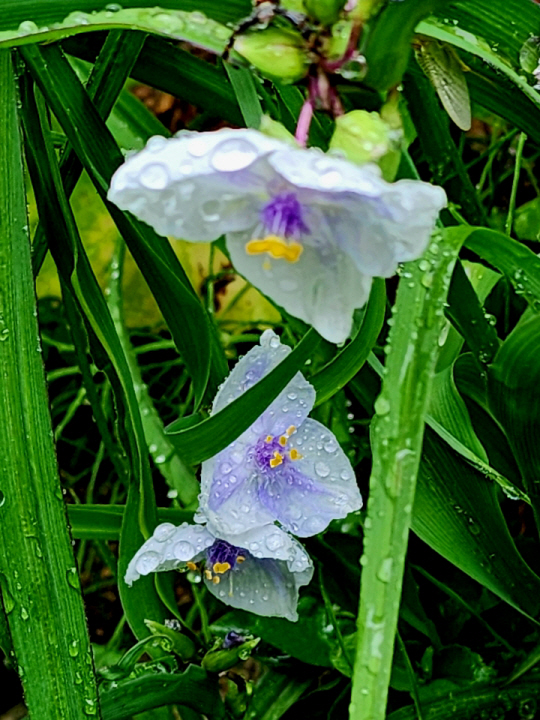 흰자주달개비에 빗방울이 맺혀 있다. 꽃잎에 주자색이 감돈다. 6월12일 북한강변 경기도 남양주 대너리스 카페 앞뜰