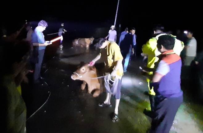 충남 부여군에 폭우가 쏟아지면서 지역 곳곳이 침수한 15일 밤 규암면 금암2리 한 한우농장에서 주민과 119 소방대원 등이 사육 중인 한우를 구출하고 있다. 이날 한우 구출 작전에는 경찰관과 119 소방대원, 주민 등 30여명 동원됐다. [연합]