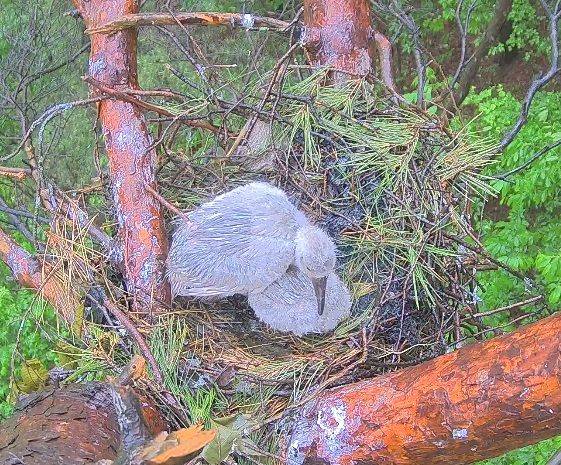 첫 번째 부화한 새끼따오기가 두 번째 부화한 새끼따오기가 비에 맞지 않도록 양쪽 날개로 막아주고 있다. (사진=창녕군 제공) *재판매 및 DB 금지