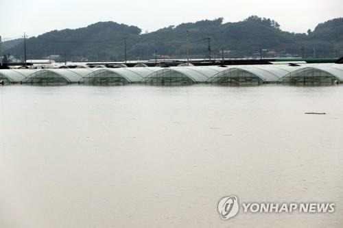 '논이었는데'    (익산=연합뉴스) 정경재 기자 = 16일 전북 익산시 용안면 한 시설하우스 인근 논이 폭우로 물에 잠겨 있다. 2023.7.16