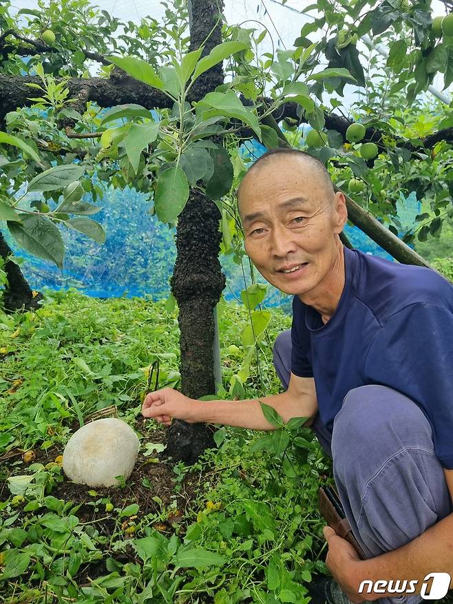 지난 7월14일 전북 남원시 산내면 입석마을 주진환 이장의 사과농장에서 세계적 희귀종 댕구알버섯이 10년 연속 발견됐다.2023.7.17.(남원시 제공)/뉴스1