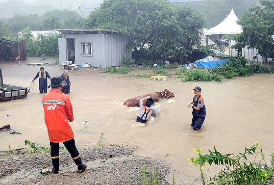 지난 15일 침수된 충남 공주의 한 농가에서 소를 구출하고 있다. [뉴스1]