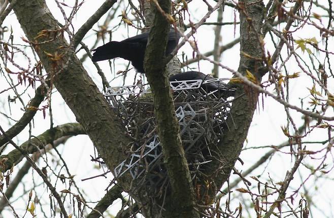 네덜란드 로테르담의 한 포플러 나무에서 발견된 까마귀 둥지. 새들을 쫓으려고 사람이 건물에 설치한 스파이크를 일부러 뜯어다가 둥지를 지었다./Garry Bakker, DEINSEA