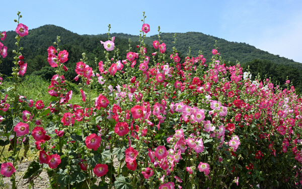 접시꽃은 2.5m까지 자라는 큰 식물입니다. 여름이 시작할 때 마디마디 한송이씩 피어올라 초가을까지 자랍니다. 박수현 기자