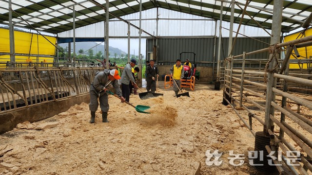 정만교 충남 부여축협 조합장(맨 왼쪽)을 비롯한 직원들이 이은영씨 축사에서 청소와 소독을 끝낸 바닥에 새 톱밥을 깔고 있다.