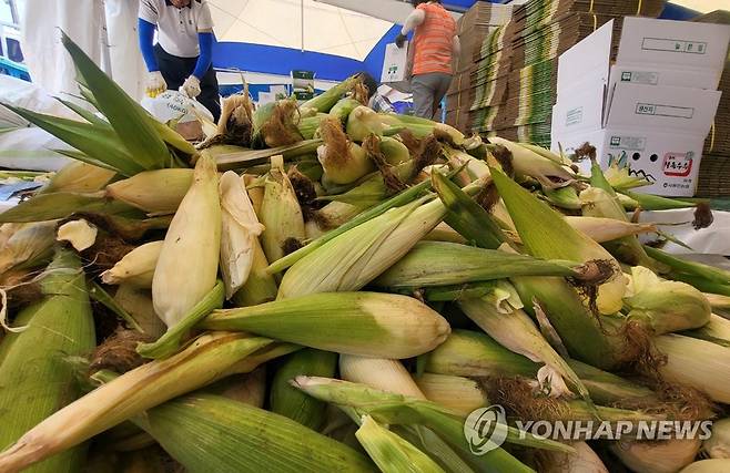 2022 홍천 찰옥수수축제 [연합뉴스 자료사진]