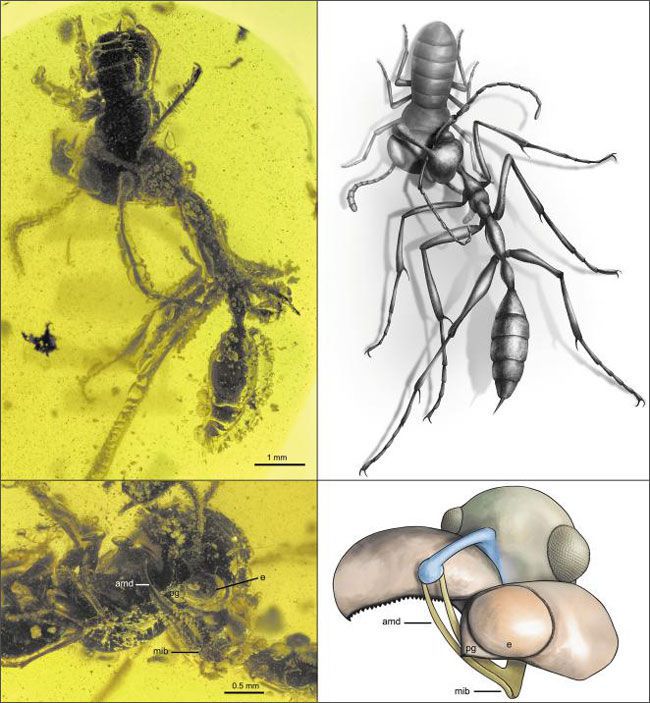 호박에 갇힌 9900만년 전 지옥개미와 복원도. 바퀴벌레 애벌레를 물고 있다. 아래에서 본 모습을 복원한 그림(오른쪽 아래)을 보면 지옥개미가 턱(갈색)을 위로 올려 머리의 뿔(파란색)과 같이 먹잇감을 붙잡고 있음을 알 수 있다./미국 뉴저지 공대