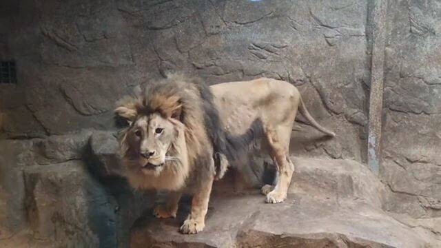 경남 김해시 부경동물원에서 살던 당시 갈비뼈를 드러낸 채 마른 모습을 보인 사자 ‘바람이’. 부산학대방지연합 제공