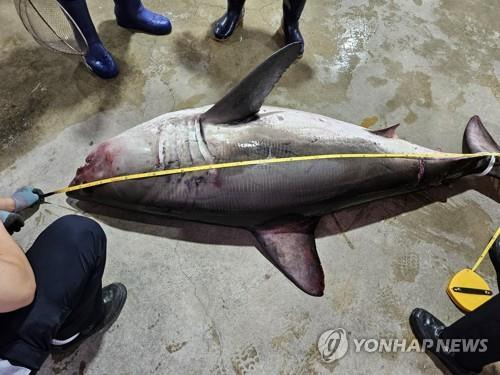 동해안 식인상어 주의…삼척서 백상아리 잡혀 [연합뉴스 자료사진]