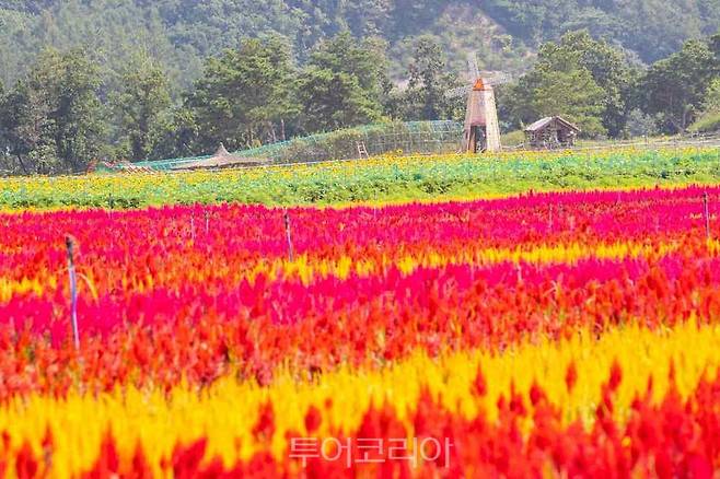 철원 고석정 꽃밭