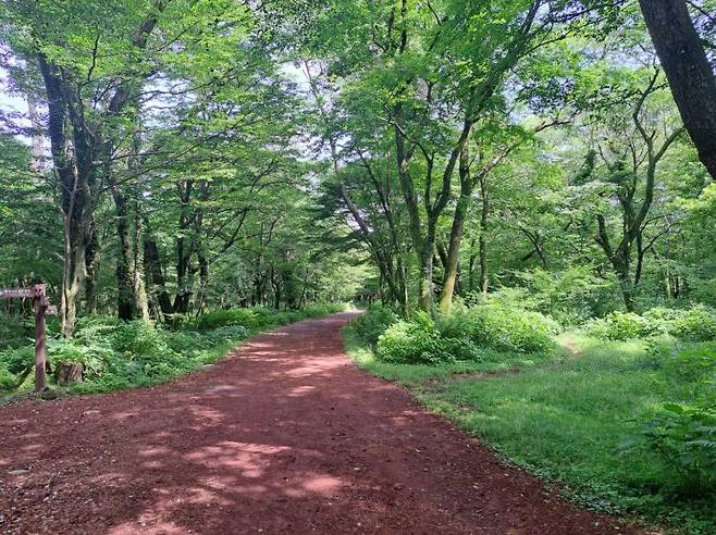 양옆 나무들 사이로 뻗어 있는 제주도 사려니숲길 전경. 사려니숲길은 최근 산림청의 '걷기 좋은 명품숲길' 30선에 선정됐다. 사진=산림청 제공