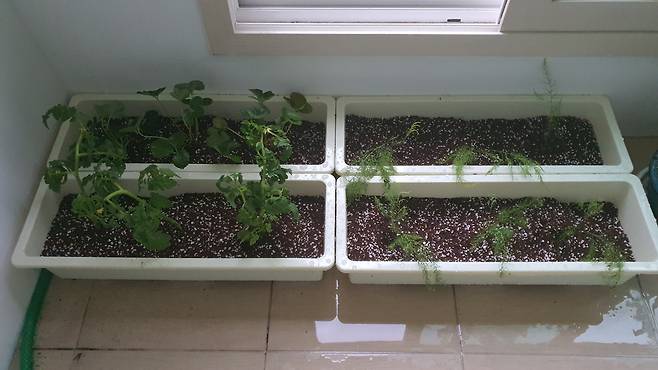 직장인 백지훈 씨가 아파트 베란다에 만든 텃밭. 오른쪽 위부터 딸기 3종아스파라거스 6종·토마토 3종. 현재 백씨는 딸기·아스파라거스·토마토·호박을 키우고 있다. [백지훈 씨 제공]